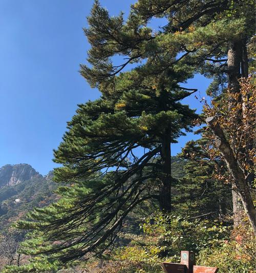 黄山松——珍贵保护植物的重要性（黄山松的生态价值）