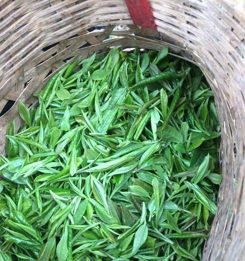 探秘黄山野茶（一种珍稀的绿茶品种）