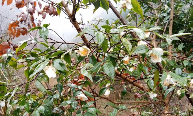 探秘黄山野茶（一种珍稀的绿茶品种）