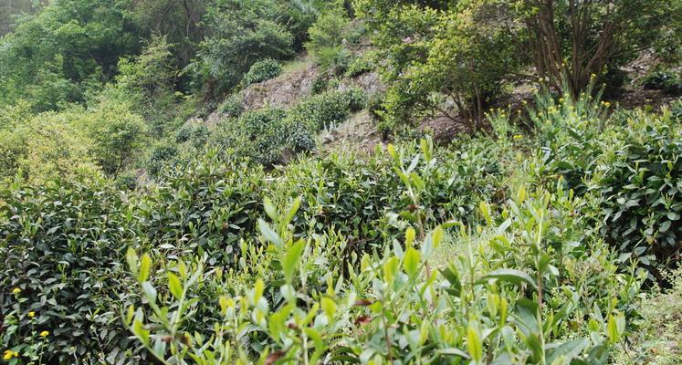 探秘黄山野茶（一种珍稀的绿茶品种）