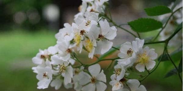 鸽子花的花语（探秘鸽子花的花语及其深远含义）