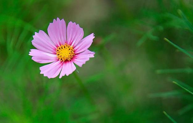 格桑花的花语和寓意（以格桑花为代表的花卉）