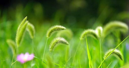 狗尾巴草的花语和寓意（揭示狗尾巴草花朵背后的含义）