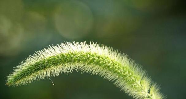 狗尾巴草的花语和寓意（揭示狗尾巴草花朵背后的含义）