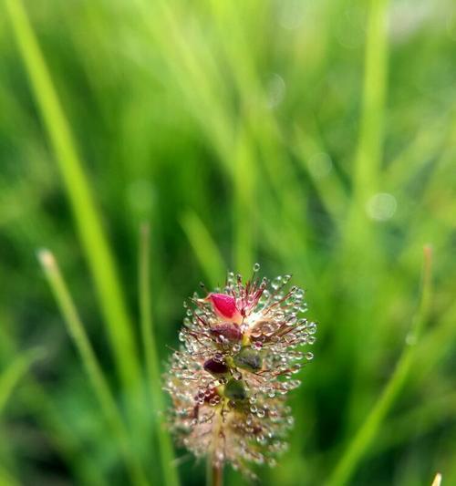 探寻狗尾巴花的神秘花语（解析狗尾巴花的花语及其象征意义）