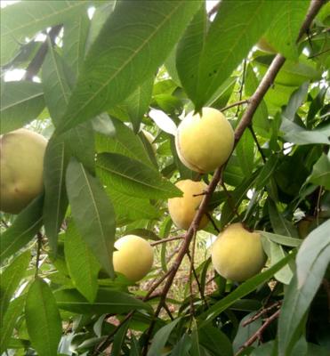 黄桃树花的颜色及特点（探究黄桃树花的色彩魅力）