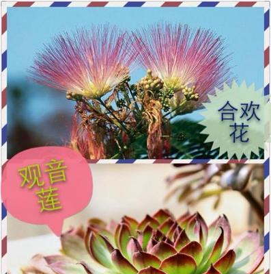 观音莲花的寓意与象征（探索莲花的禅意之美）