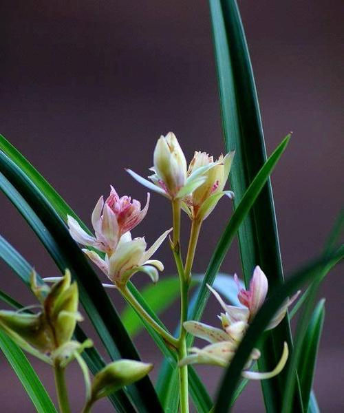 广元市花——波斯菊，花开富饶昌盛（广元市花的花语与地方特色）