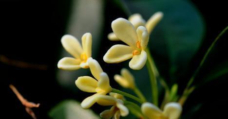 桂花的花语与美丽之源（桂花）