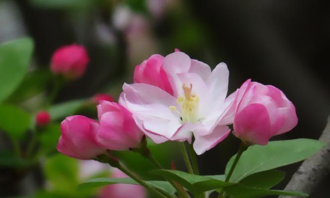 海棠花的寓意与风水（揭秘海棠花背后的秘密）