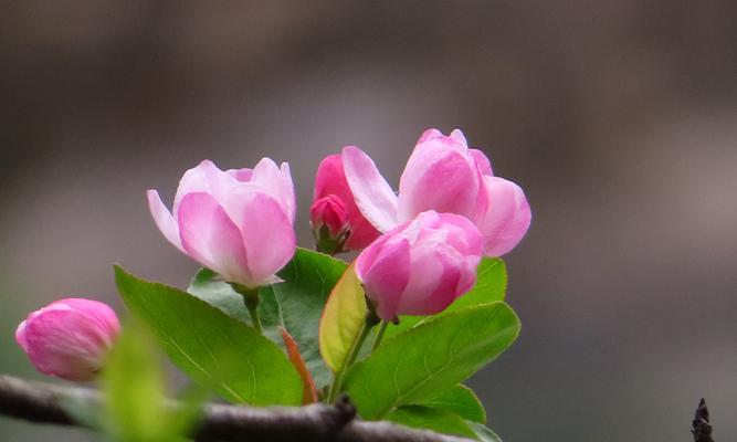 海棠花的寓意与风水（揭秘海棠花背后的秘密）