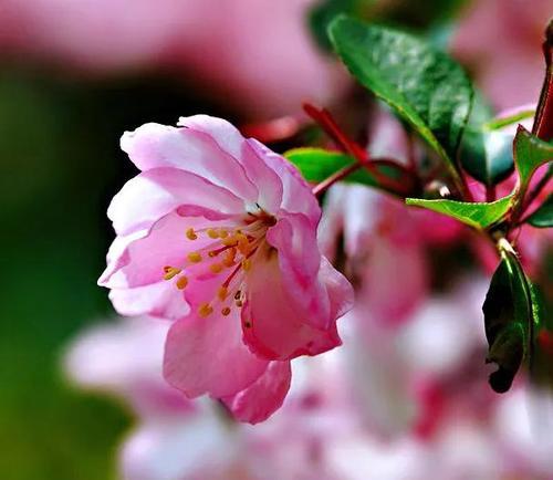 四季海棠花的花语与寓意（探寻四季海棠花的深层含义和象征意义）