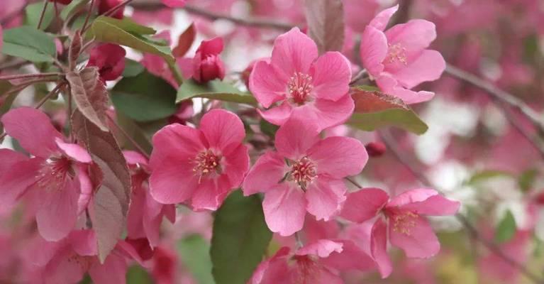 四季海棠花的花语与寓意（探寻四季海棠花的深层含义和象征意义）