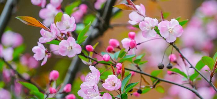 四季海棠花的花语与寓意（探寻四季海棠花的深层含义和象征意义）