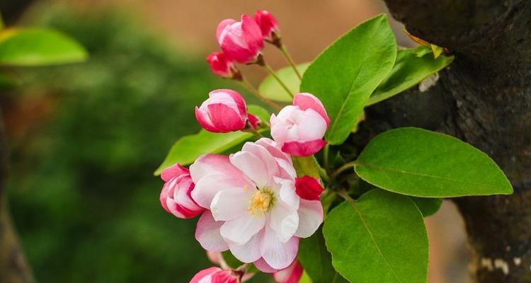 海棠花的花语与寓意（传承千年的美丽与柔情）