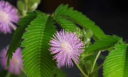 含羞草花语（探寻含羞草的花语）