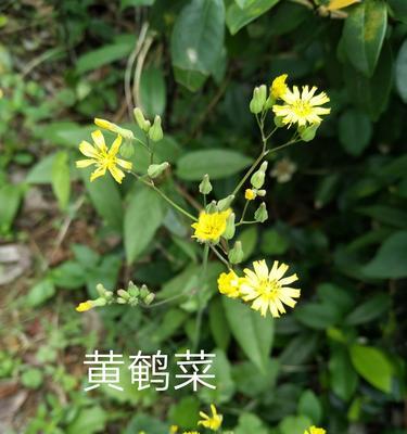 探秘黄芽菜之美（了解黄芽菜的种类）