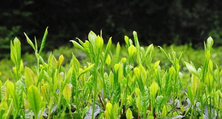 探究莫干黄芽茶的特点与功效（一款香气浓郁）