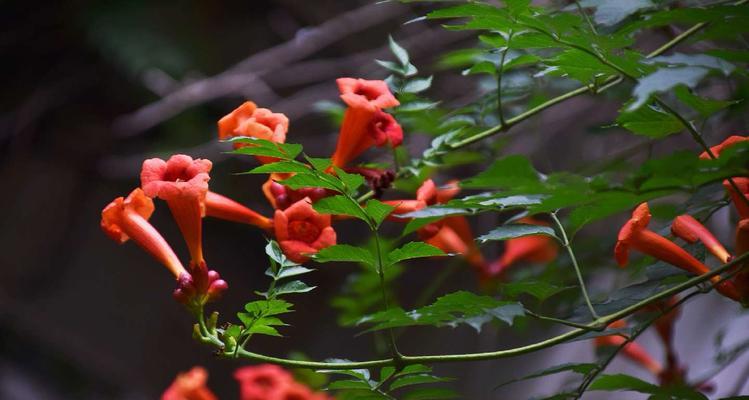 凌霄花的花语是什么（揭秘凌霄花的象征与意义）