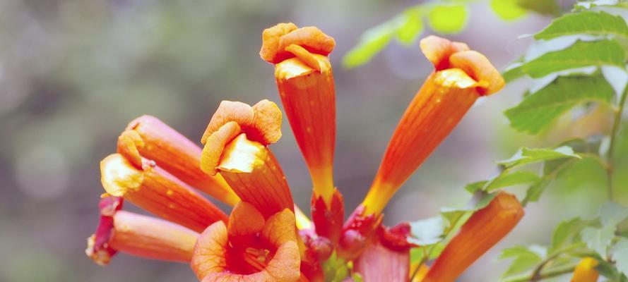 凌霄花的花语是什么（揭秘凌霄花的象征与意义）