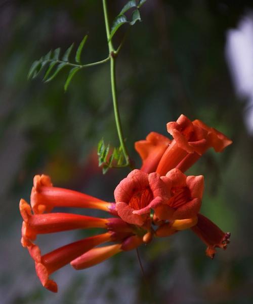 凌霄花（探寻凌霄花的花语与寓意）