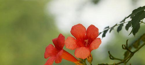 凌霄花（探寻凌霄花的花语与寓意）