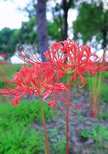 别离的哀愁——六月菊花语（六月菊洒别离之泪）