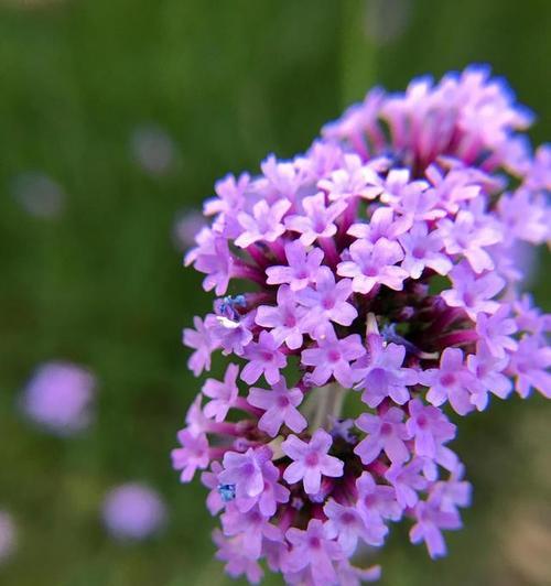 以马鞭草花语之美（揭示以马鞭草的花语和意义）