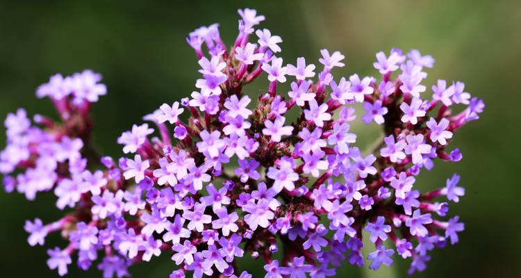 以马鞭草花语之美（揭示以马鞭草的花语和意义）