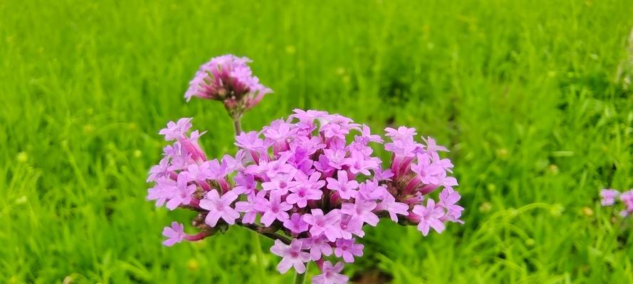 以马鞭草花语之美（揭示以马鞭草的花语和意义）