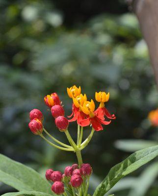 以马利筋花语探秘（美丽花语隐藏的奥秘）