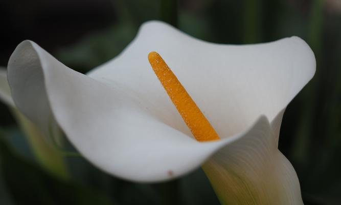 马蹄莲（马蹄莲花开）