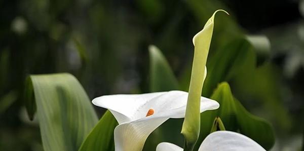 马蹄莲花（探索马蹄莲的奥秘）