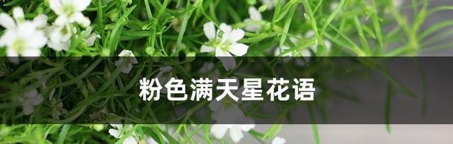 满天星的花语寓意及传说（盛开如星）