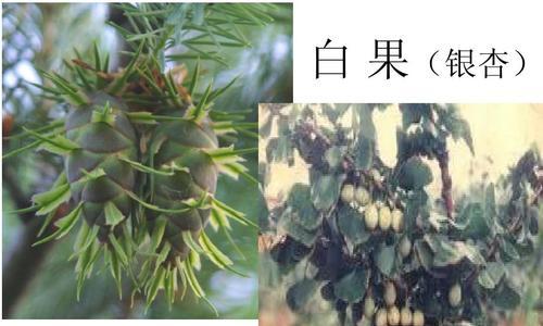 蔷薇并非裸子植物（揭开蔷薇真正的分类秘密）