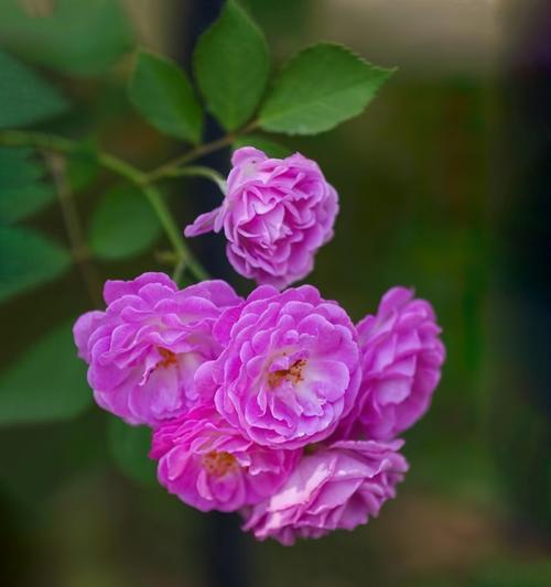 蔷薇属植物——美丽与多样性（探寻蔷薇属的分类）