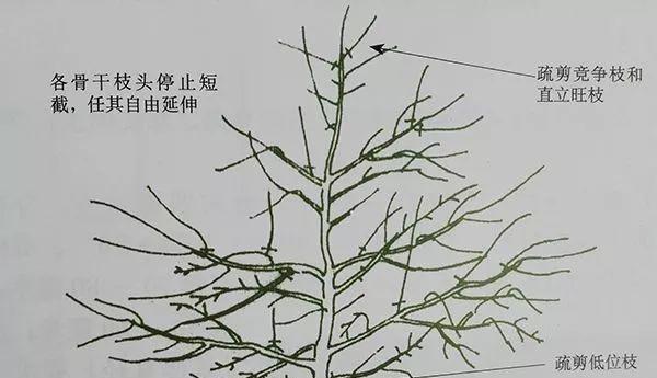 蔷薇剪枝大全（从根部到花头）