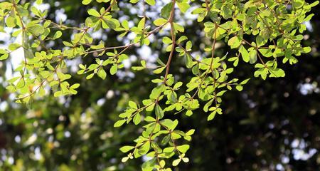 乔木的生长环境（从气候、土壤到高度）