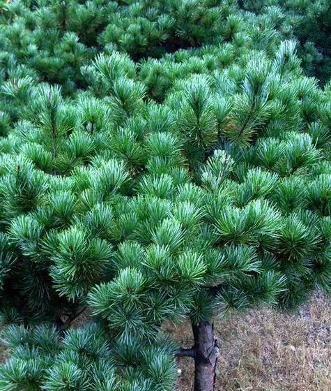 乔木类植物的生态特点及保护措施（从树干到叶片）