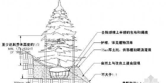 如何确定乔木种植的间距（从树种选择到实际操作）