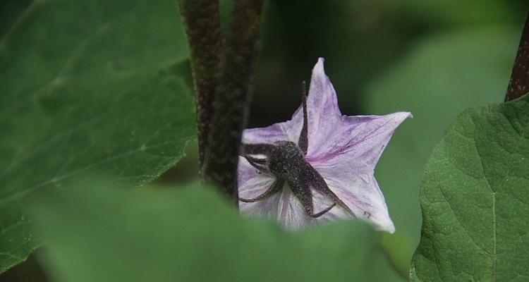 茄子花的色彩（探究茄子花的颜色与特点）