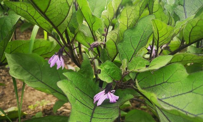 茄子花的色彩（探究茄子花的颜色与特点）