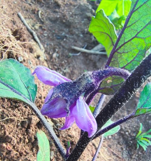 茄子花的色彩（探究茄子花的颜色与特点）