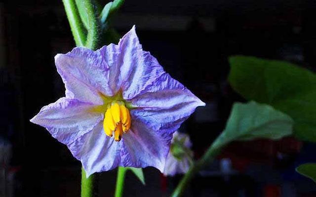 茄子花的颜色及特点（探究茄子花的五种颜色和特殊之处）