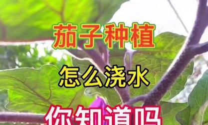 茄子浇水的正确方法（保证茄子健康成长的关键）