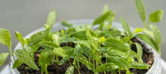 茄子苗种植时间和方法（如何合理选择种植时间以及实用种植方法）