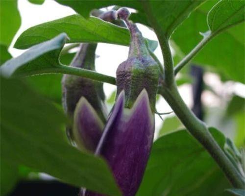 茄子生长期多长时间（从种植到收获全过程详细解析）