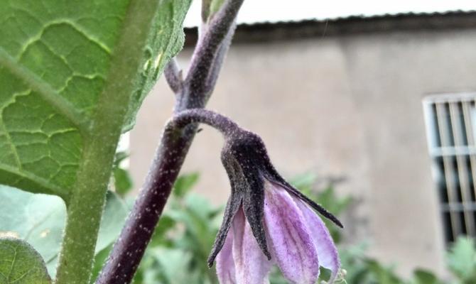 茄子的授粉时间和方式（如何正确授粉茄子）