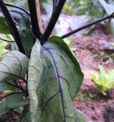 茄子不开花的原因（探究茄子不开花的根本原因及解决方法）