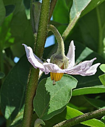 茄子不开花的原因（探究茄子不开花的根本原因及解决方法）